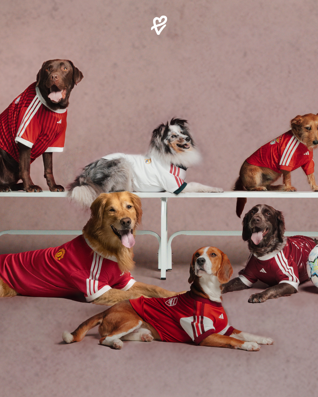 Kulüp renklerini, orijinal armaları ve üç çizgi detayını taşıyan adidas Clubs Pet Collection evcil hayvan forması ve taşıma çantası.