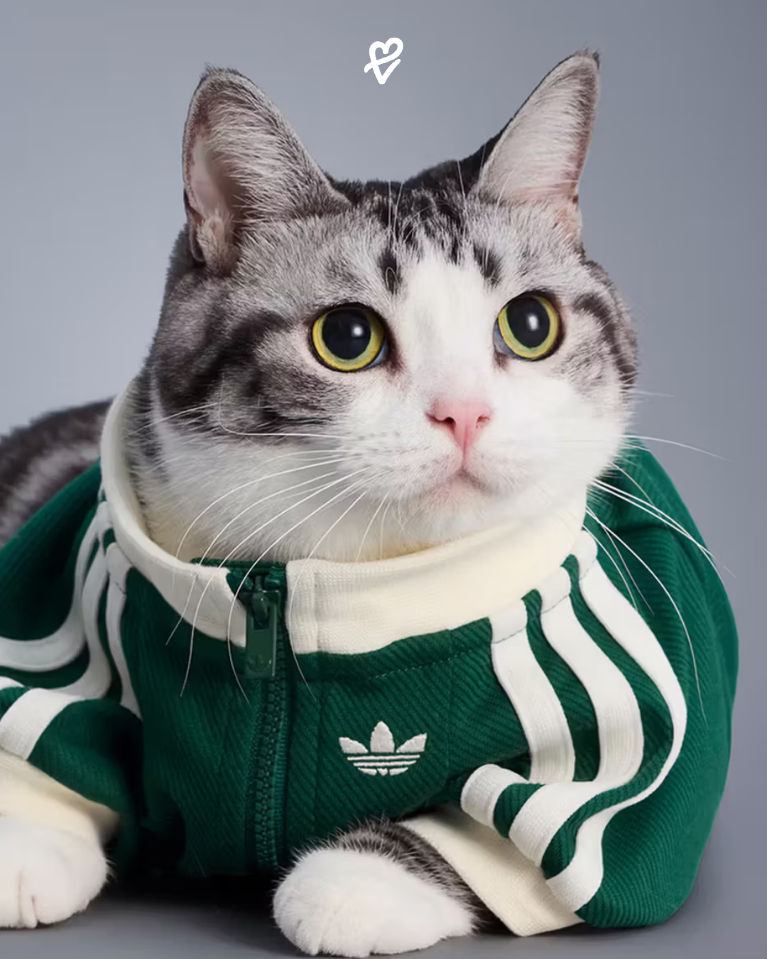 adidas Originals Pet Collection koleksiyonundan evcil hayvanlar için tasarlanmış ürünler