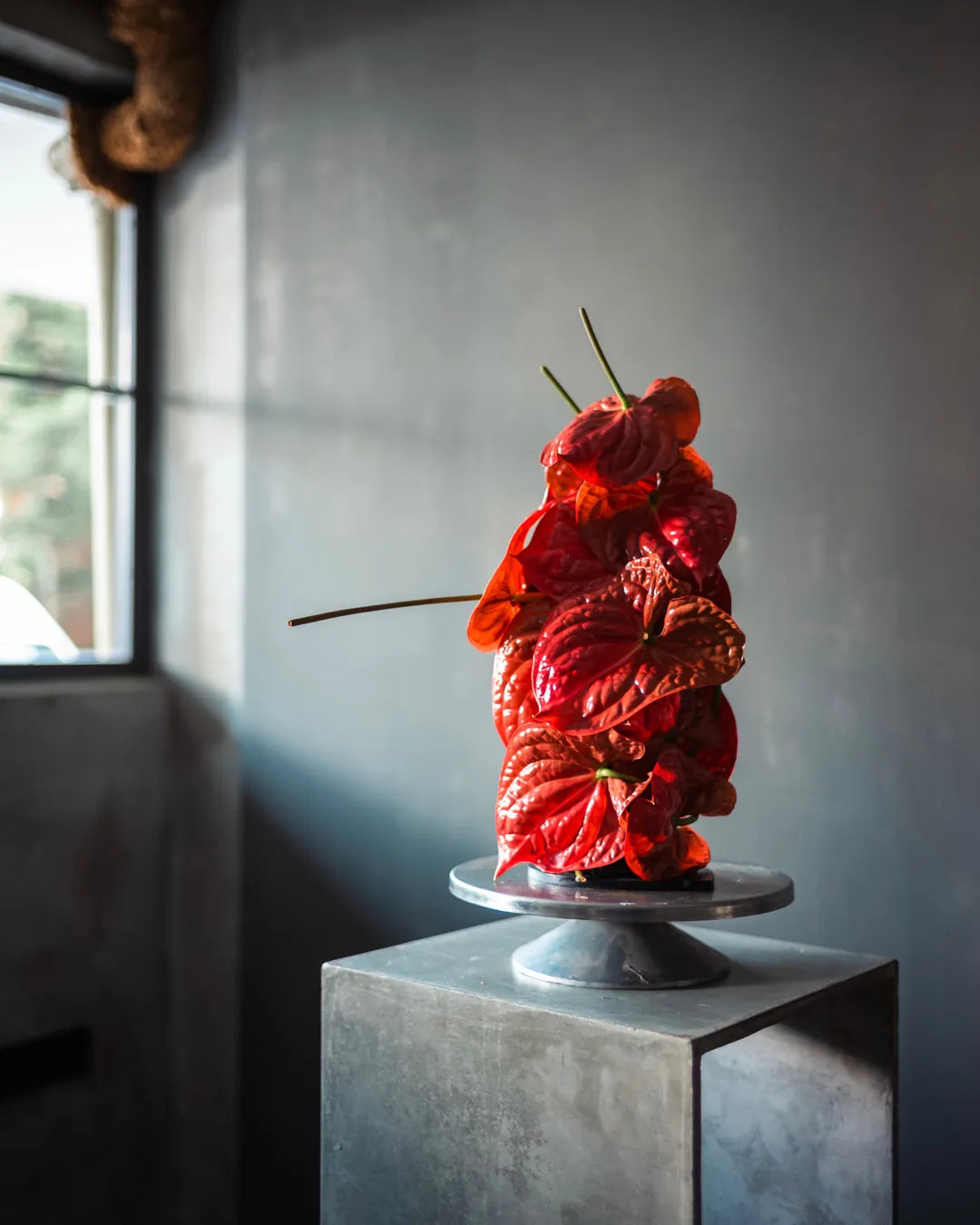 Anthurium