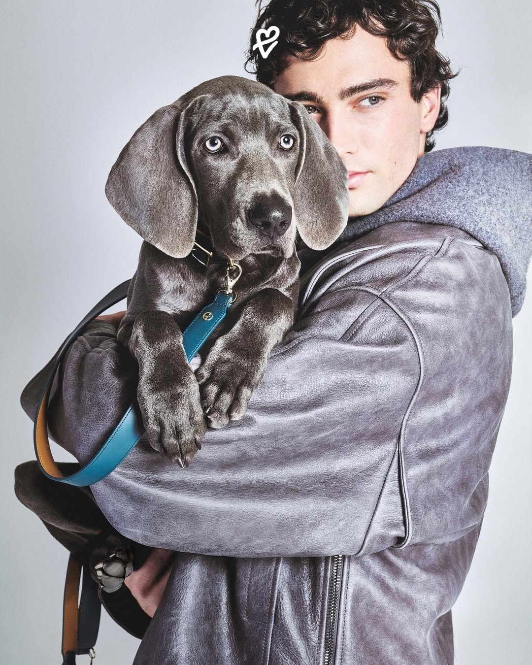 Armani x Poldo Dog Couture koleksiyonundan minimalist tasarımlı bir köpek montu giyen evcil hayvan