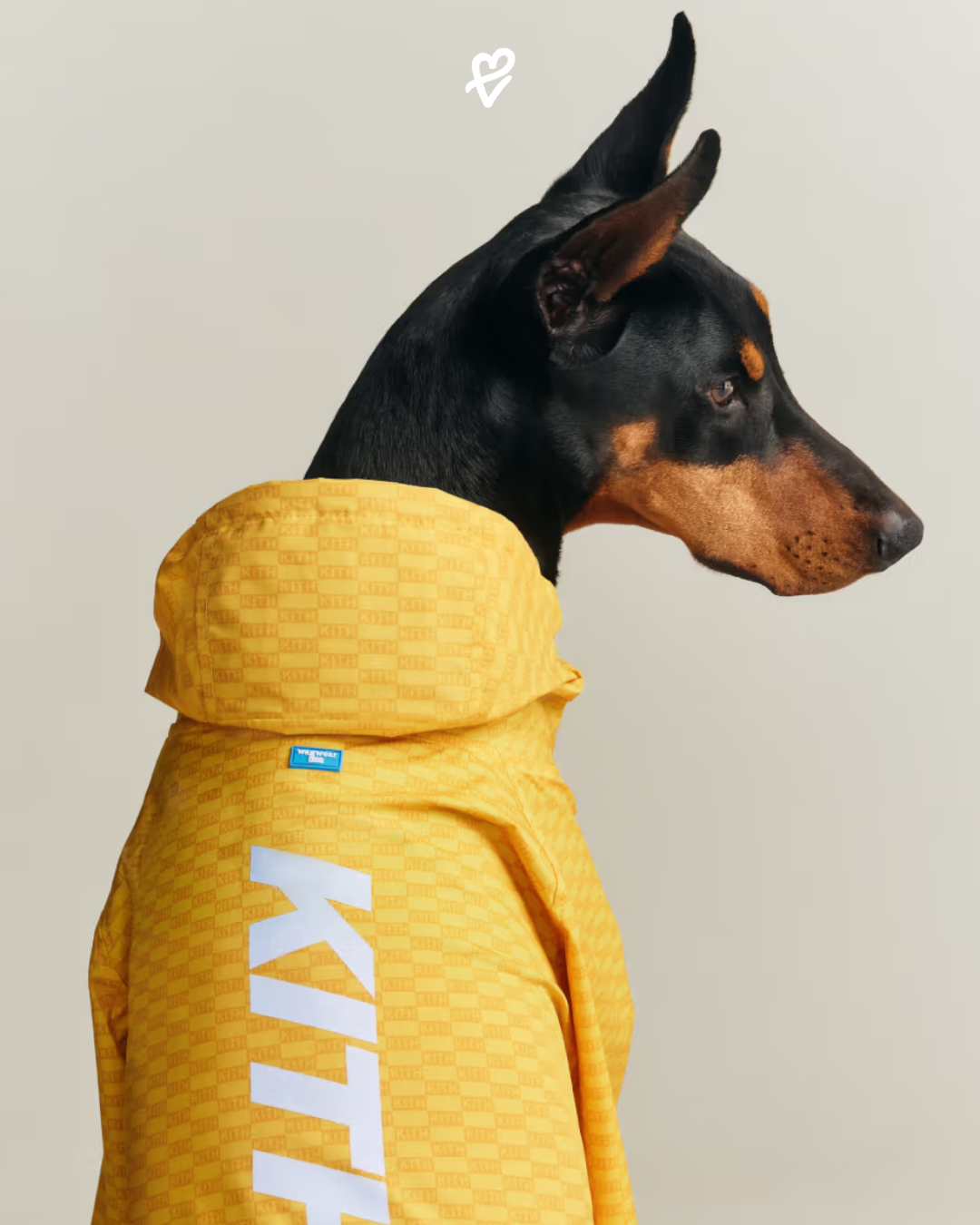 Kith ve wagwear iş birliğiyle tasarlanan modern köpek aksesuarları ve şehir stili