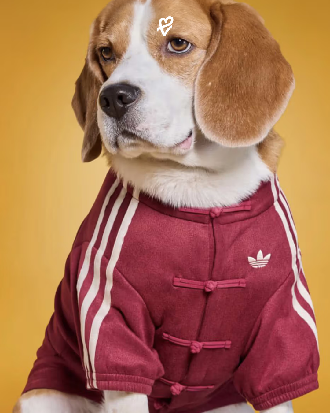 Adidas’ın Çin stili petwear koleksiyonundan bir evcil hayvan, sokakta sahibiyle uyumlu giyinmiş şekilde yürüyor.